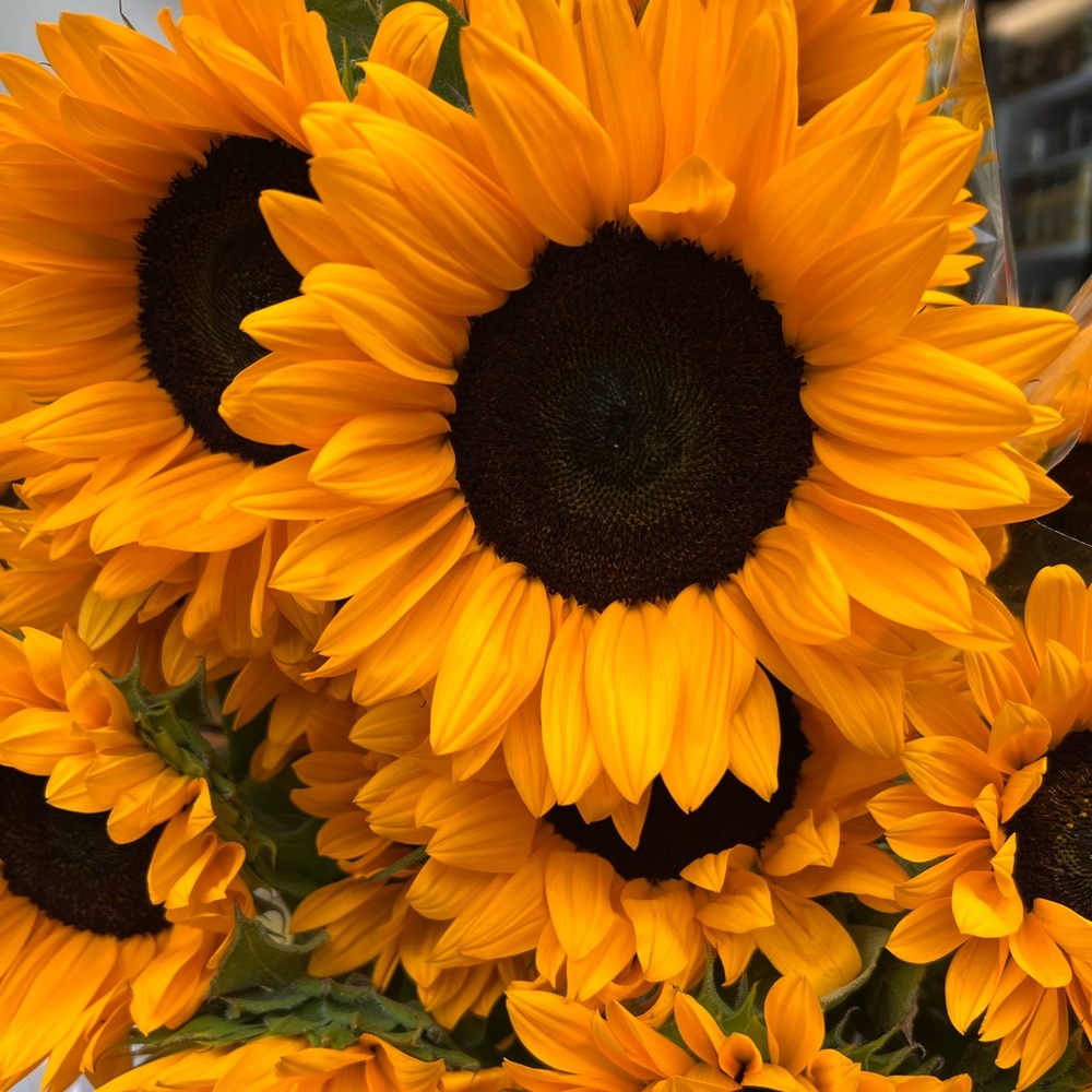 Meet your Posher, Ali.